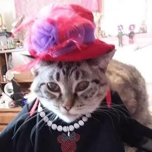 Meet your Posher, Sharon